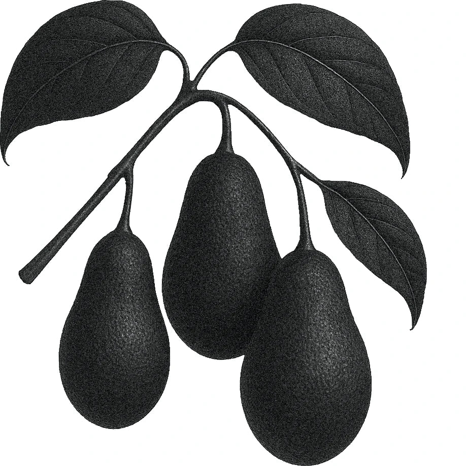 Black and white botanical illustration of three avocados hanging from a vine with smooth stems and broad leaves.