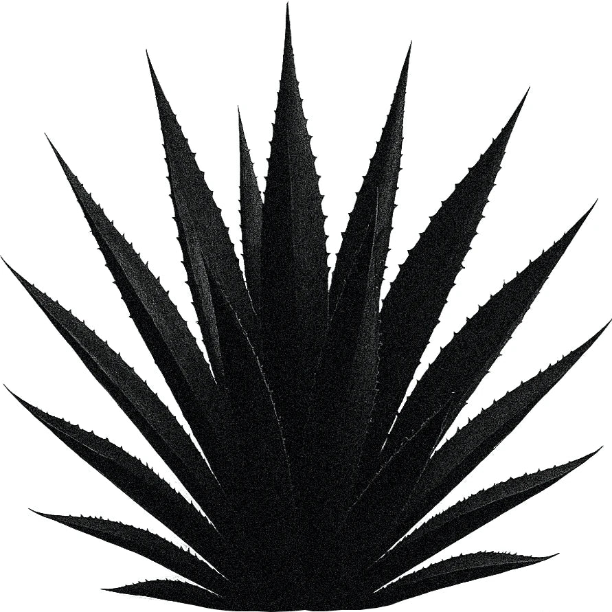 Black and white botanical illustration of a Blue Agave plant with thick, spiked leaves radiating outward.