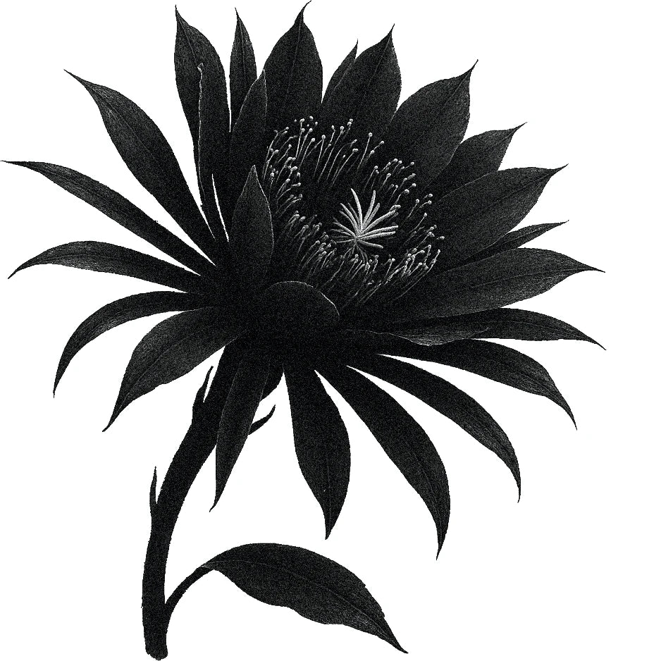 Black and white botanical illustration of a cactus flower in full bloom with elongated petals radiating outward and a dense cluster of stamens at the center.