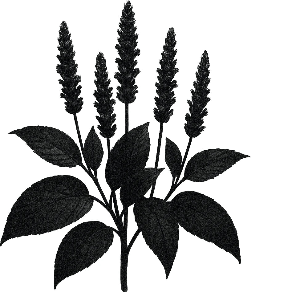 Black and white botanical illustration of a chia plant with tall, spiky flower clusters and broad, serrated leaves.