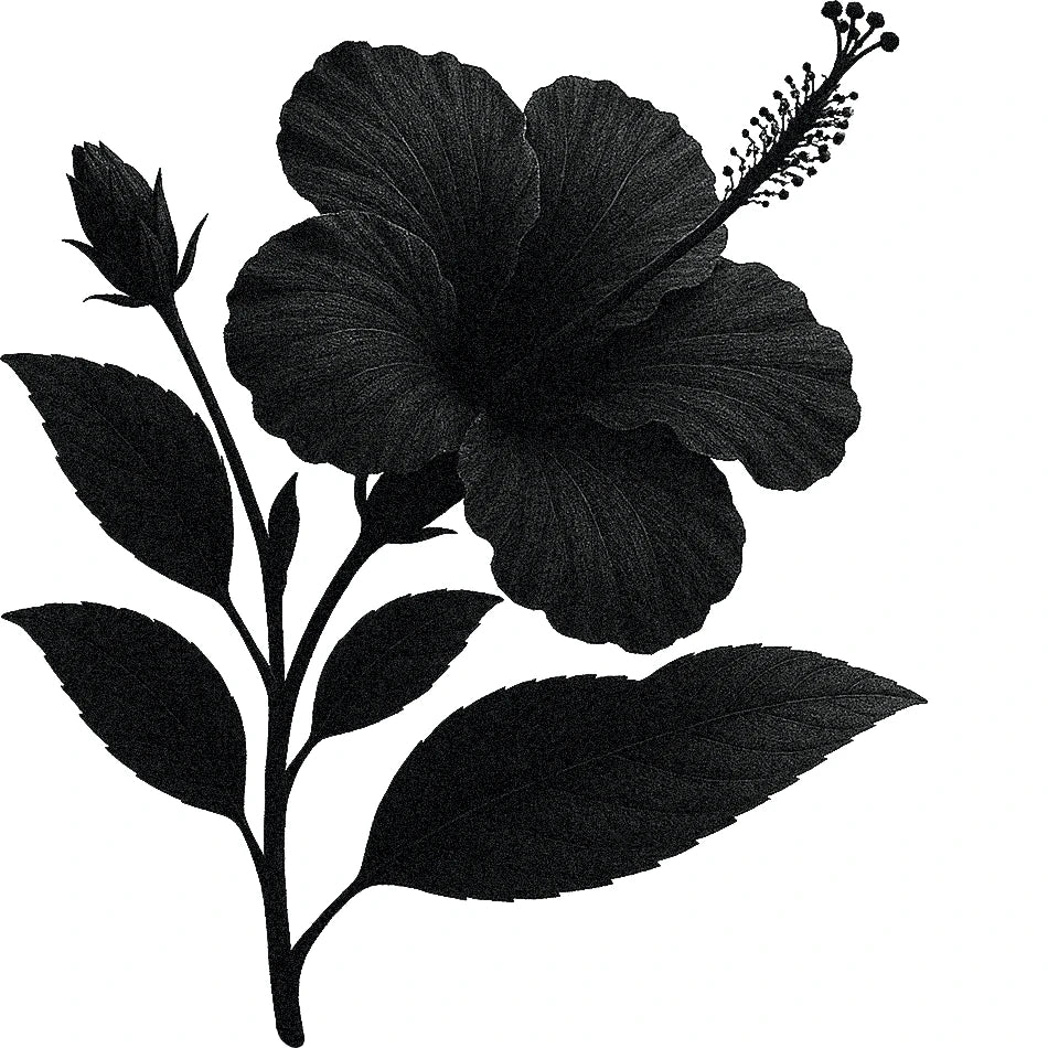 Black and white botanical illustration of a hibiscus plant with a large, open five-petaled flower, prominent central stamen, and pointed leaves.