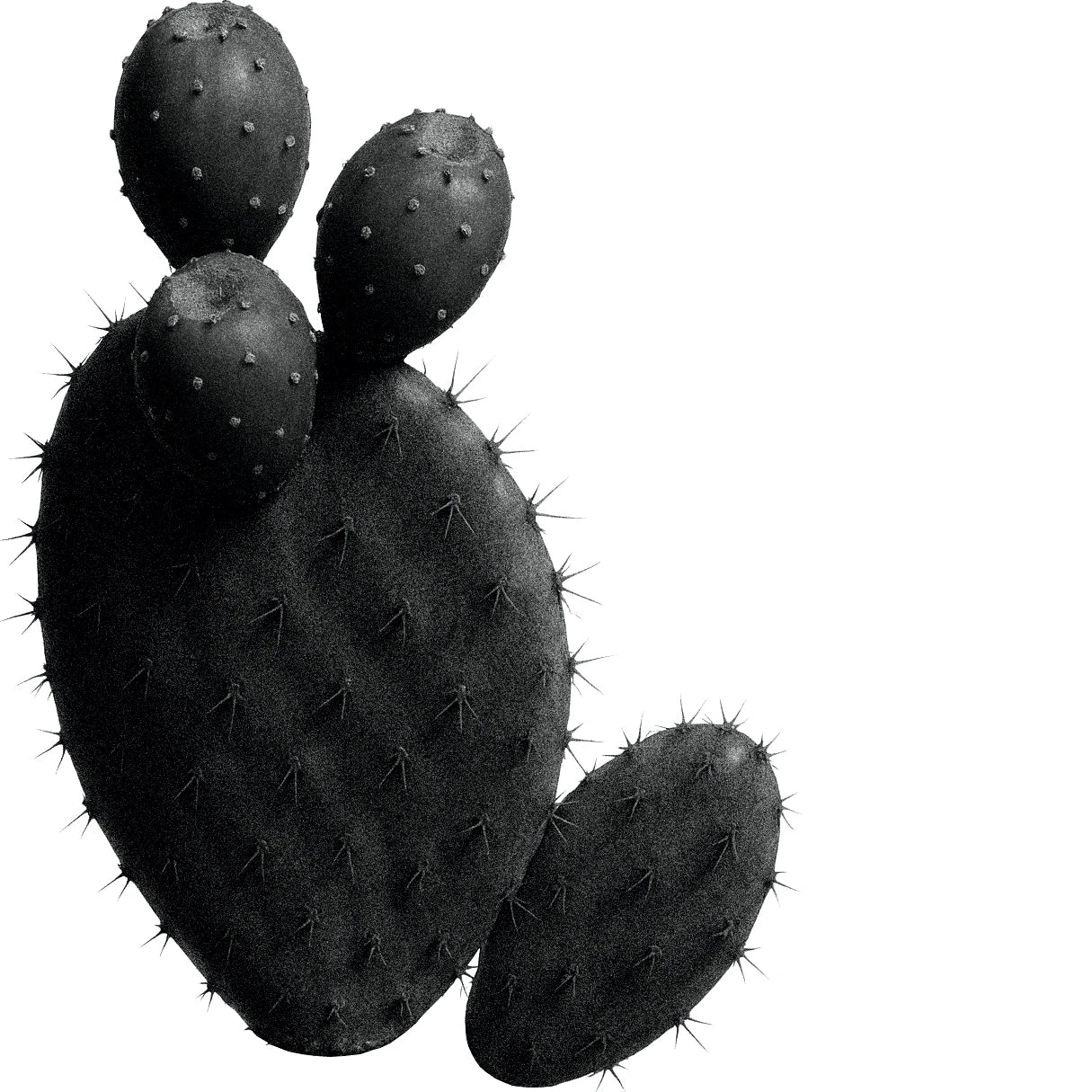 Black and white botanical illustration of a prickly pear cactus with oval pads covered in spines and three small prickly pear fruits at the top.