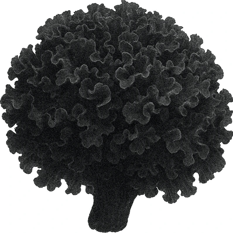Black and white botanical illustration of a snow mushroom (Tremella fuciformis) with a rounded, ruffled cap resembling a cluster of soft, curly petals.