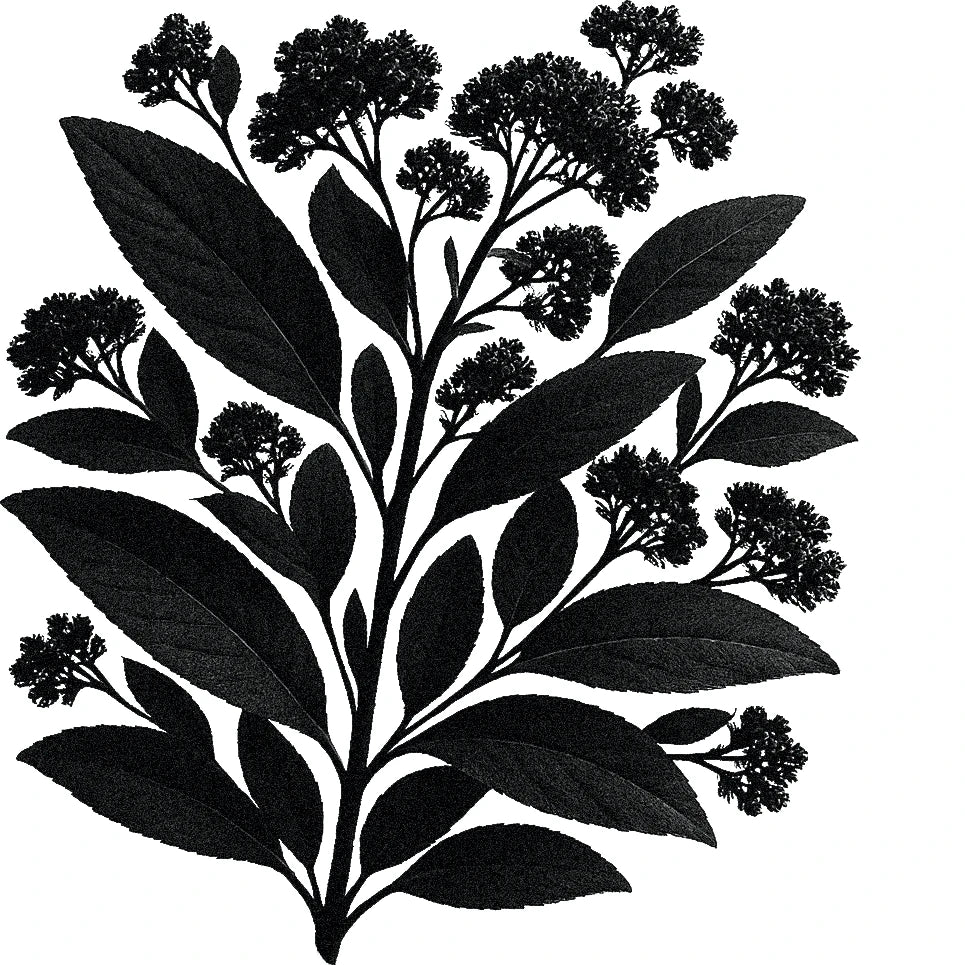 Black and white botanical illustration of a Yerba Santa plant with elongated leaves and small clustered flowers branching from upright stems.